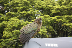 Nestor notabilis