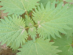 Urtica pilulifera