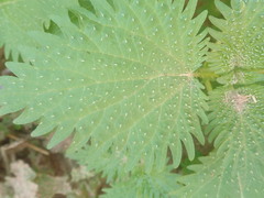 Urtica pilulifera