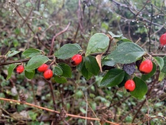 Cotoneaster