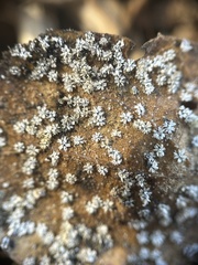 Aleuroplatus coronata