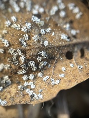 Aleuroplatus coronata