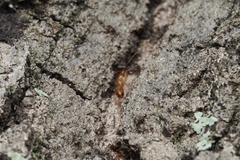 Camponotus festinatus