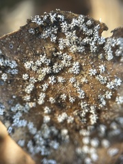 Aleuroplatus coronata