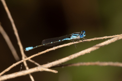 Austroagrion cyane