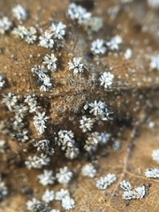 Aleuroplatus coronata