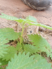 Urtica pilulifera