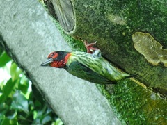 Psilopogon haemacephalus