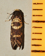 Lepidoscia