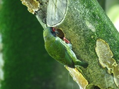 Psilopogon haemacephalus