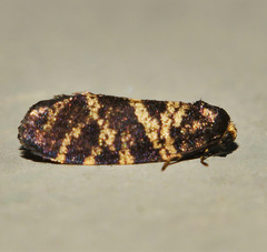Lepidoscia