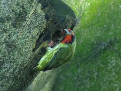 Psilopogon haemacephalus