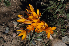 Crocus graveolens