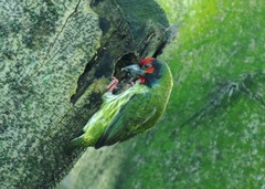 Psilopogon haemacephalus