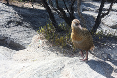 Gallirallus australis hectori