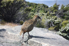 Gallirallus australis hectori