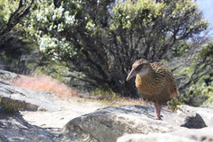 Gallirallus australis hectori