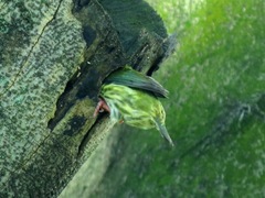 Psilopogon haemacephalus