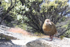 Gallirallus australis hectori