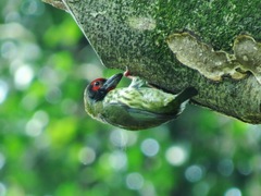 Psilopogon haemacephalus