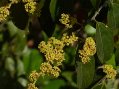 Ventilago madraspatana