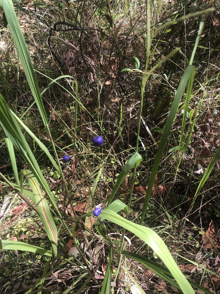 blue flaxlily from Cardale Rd, Lakelands, NSW, AU on December 26, 2022