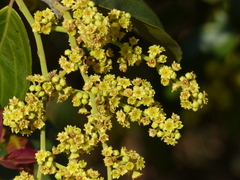 Ventilago madraspatana