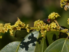 Ventilago madraspatana