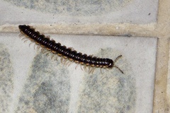 Asiomorpha coarctata