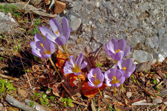 Crocus kotschyanus