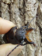 Mallodon spinibarbis