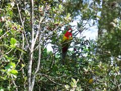 Platycercus eximius eximius