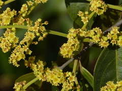 Ventilago madraspatana