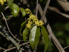 Ventilago madraspatana