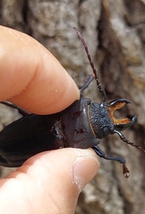 Mallodon spinibarbis