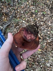 Rubroboletus eastwoodiae