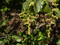 Ventilago madraspatana