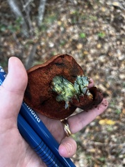 Rubroboletus eastwoodiae