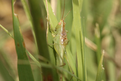 Conocephalus longipes