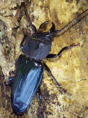 Mallodon spinibarbis