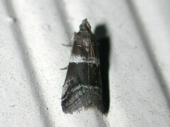 Quasisalebria atratella