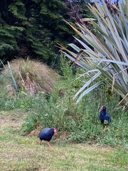 Porphyrio hochstetteri