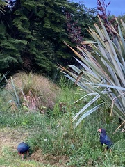 Porphyrio hochstetteri