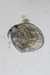 Chydorus