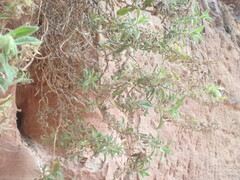 Podonosma orientalis