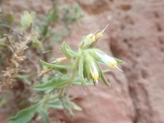 Podonosma orientalis