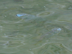 Oreochromis niloticus