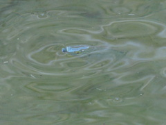 Oreochromis niloticus