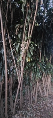 Dracaena fragrans