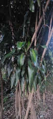 Dracaena fragrans